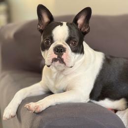 Zenley - Boston Terrier