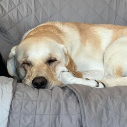 Labrador Retrievers from Laymanshire Labradors