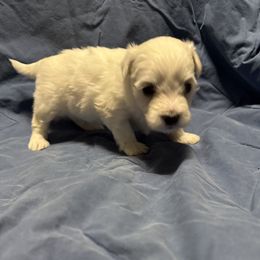 Appa - White male Coton de Tulear puppy in Boise, Idaho from Avana Cotons
