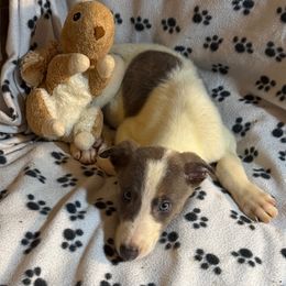 Count - White and blue brindle male Greyhound puppy in Florida from Running to Stand Still (RTSS)