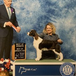 Bella - English Springer Spaniel