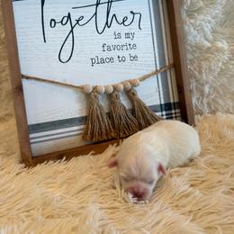 Sam - White male Shih Tzu puppy in Success, Missouri from Sweet Success