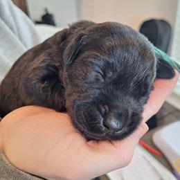 Miss U - Black female Labrador Retriever puppy in Martinsburg, West Virginia from Fetching Labrador Retrievers
