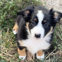 Black tri white over neck - Black tri female Miniature Australian Shepherd puppy in Graham, North Carolina from Thompson Farm Mini Aussies