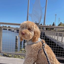 Australian Labradoodle and Labradoodle Puppies from Doodles_Ko