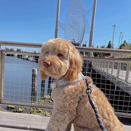 Australian Labradoodle and Labradoodle Puppies from Doodles_Ko