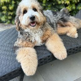Miyu - Bernedoodle