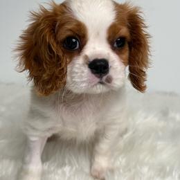 Cindy - Blenheim female Cavalier King Charles Spaniel puppy in Miami, Florida from Maria's Pups