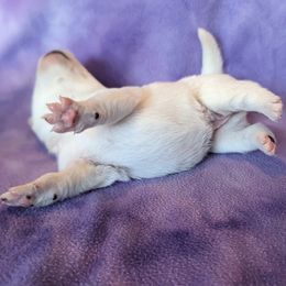 Pomsky Puppies from Valparaiso Pomskys
