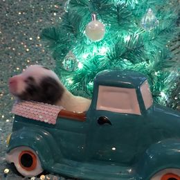 Blue Merle Parti pom - Blue parti male Pomeranian puppy in Taylor, Texas from Regal Poms