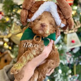 Harry (black collar) - Red  male Goldendoodle puppy in Murfreesboro, Tennessee from Cherry Lane Farm Doodles