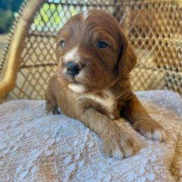 Flannel - Red  male Goldendoodle puppy in Cannon County, Tennessee from Hilltop Doodles and Poodles