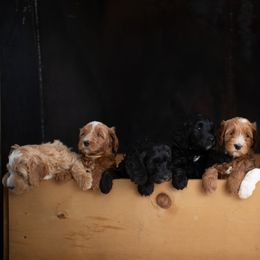 Bernedoodles from Our Doodle Ranch