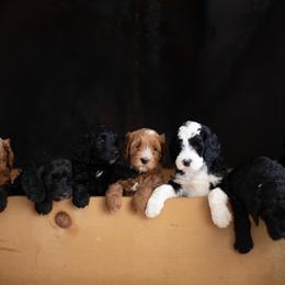 Bernedoodles from Our Doodle Ranch
