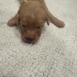 Pastel pink girl - Apricot female Aussiedoodle puppy in Nacogdoches, Texas from Glo’s Aussiedoodles