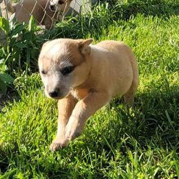 Vega - Red speckled female Australian Cattle Dog puppy in Monett, Missouri from Rain Tree Ranch Australian Cattle Dogs