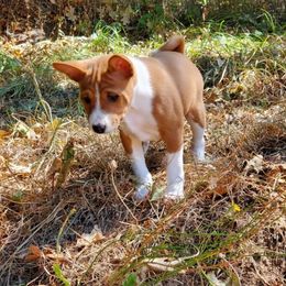 Basenji Puppies from Basenji Puppies