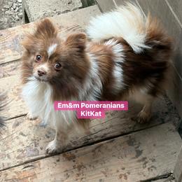 KitKat - Pomeranian