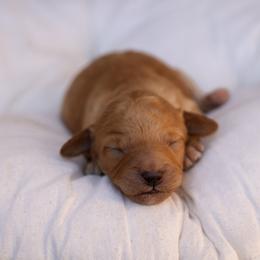 Yellow collar - Apricot female Poodle puppy in Edmond, Oklahoma from The Redbud Roost