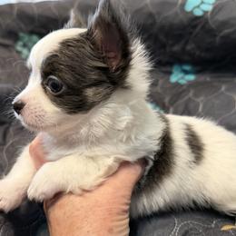 Adam - Blue and white male Chihuahua puppy in Amity, Pennsylvania from Rhoda and Verna