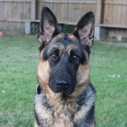 Vega - German Shepherd