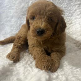 Boy 1 - 7360 - Apricot male Goldendoodle puppy in Wever, Iowa from JK Royal Lines