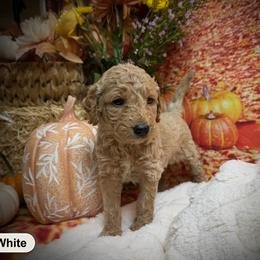 Girl 1 - female Goldendoodle puppy in Lake Panasoffkee, Florida from Donnas Deluxe Doodles LLC