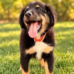 Orange - Black tri male Miniature Australian Shepherd puppy in 32046, Florida from River Hill Ranch