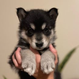 Luna - Black and white Siberian Husky puppy in Coconut Creek, Florida from Broward Huskies