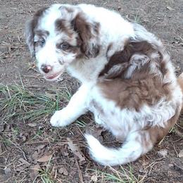 Aurelia - Red merle female Aussiedoodle puppy in Grand Saline, Texas from Aussies Acre