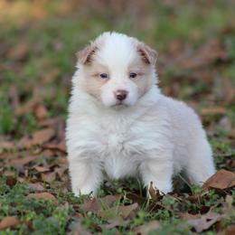 Boy 2 - Gold male Border Collie puppy in Tylertown, Mississippi from Cool Meadow Farms