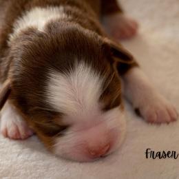 Fraser - Red tri male Miniature Australian Shepherd puppy in Blackfoot, Idaho from Bellewynd Acres