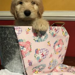 Goldendoodle Puppies from Toneytails Doodles