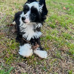 Chinese Crested and Poodle Puppies from BryMar Poodles, Chinese Crested & Russian Toys