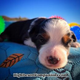 Miss Espresso - Black tri female Toy Australian Shepherd puppy in Dolan Springs, Arizona from High Desert Companions
