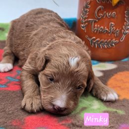 Minky - Red  female Goldendoodle puppy in Neillsville, Wisconsin from Granton Creek