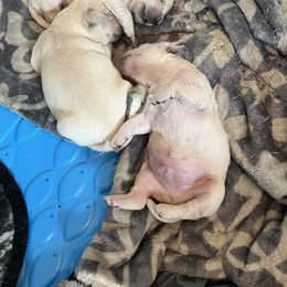 Golden Retriever Puppies from Sunshine Mountain Retrievers