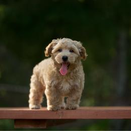 Long Island - Apricot male Maltipoo puppy in Deming, Washington from Heavenly Puppies to Love