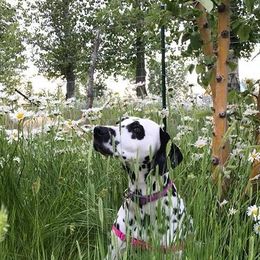 Penelope - Dalmatian