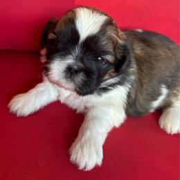 Zack - Tricolor male Shih Tzu puppy in Weeki Wachee, Florida from Svitlana Geist