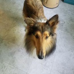 Fergus - Sable and white Collie puppy in Granby, Missouri from Taylorville Collies