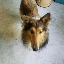 Fergus - Sable and white Collie puppy in Granby, Missouri from Taylorville Collies