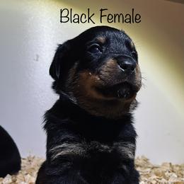 Rottweiler Puppies from Vom Arnold-Hause Rottweilers