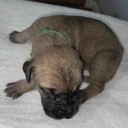 Green collar. Fawn girl. - Fawn female Great Dane puppy in Hickman, Kentucky from Tidal Wave Danes
