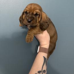 Draco Malfoy - Mahogany and white male Basset Hound puppy in Leroy, Michigan from Iron Sentry Farms