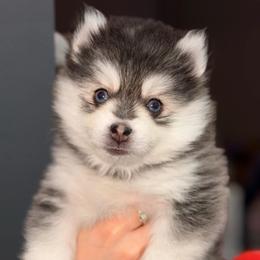 Independence - Black and white female Pomsky puppy in Spring Hill, Florida from Besties Paw Life