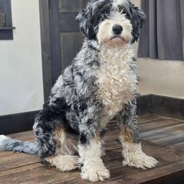 Tess - Bernedoodle
