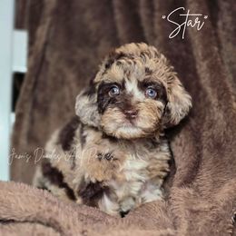 Star - Merle female Cockapoo puppy in Cleveland, Georgia from Jam's Doodles And Poodles