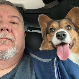 Memphis - Pembroke Welsh Corgi