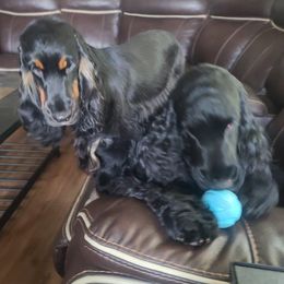 English Cocker Spaniel Puppies from Underwood's English Cocker Spaniels